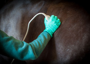equine emergency services