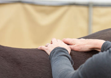 equine veterinary clinic