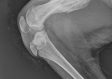 alpaca-digital-radiography-and-ultrasound