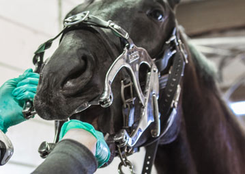 equine veterinary specialists