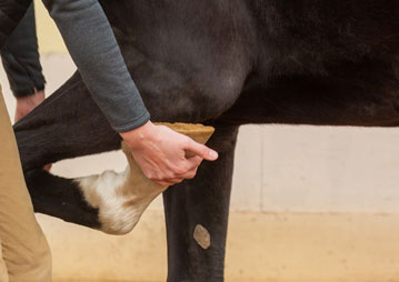 equine vet specialists