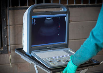 hembra-reproductive-services