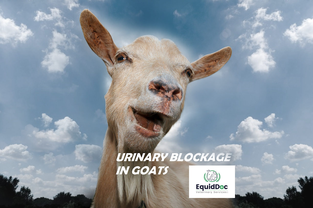 Urinary Calculi in Goats and Sheep Equiddoc Veterinary Services