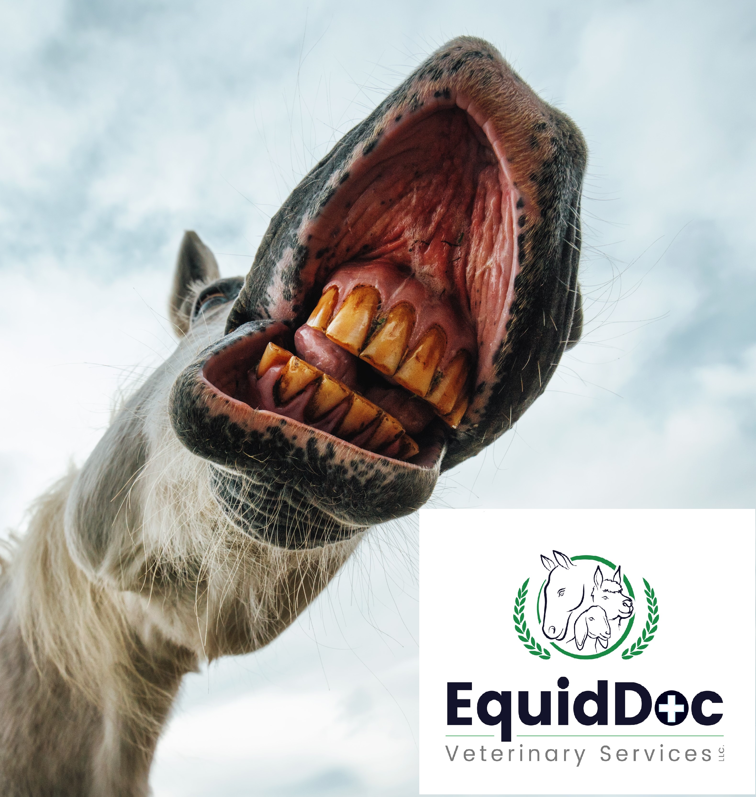 Equine Dental Series Part 1 Hype About Horse Teeth Vets in Worcester