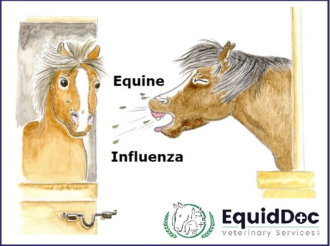 Equine Contagion Part 2 Equine Influenza Virus Eiv Equine Veterinary Services Equine Contagion Part 2 Equine Influenza Virus Eiv Equine Veterinary Services